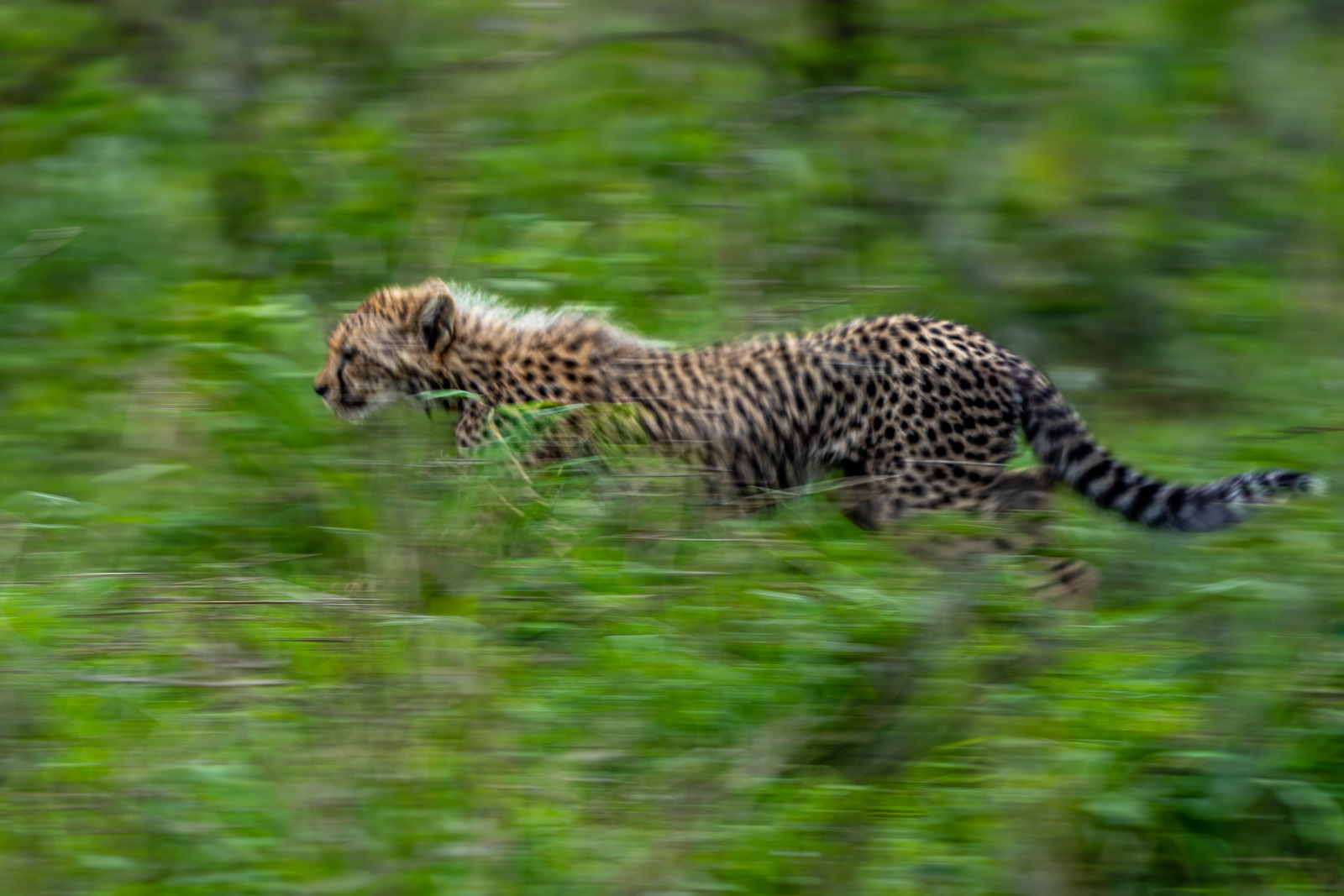 Zululand-Suedafrika-2022-072