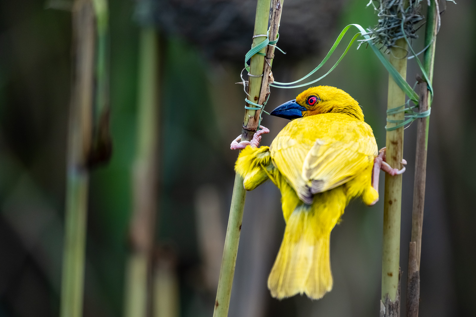 Zululand-Suedafrika-2022-078