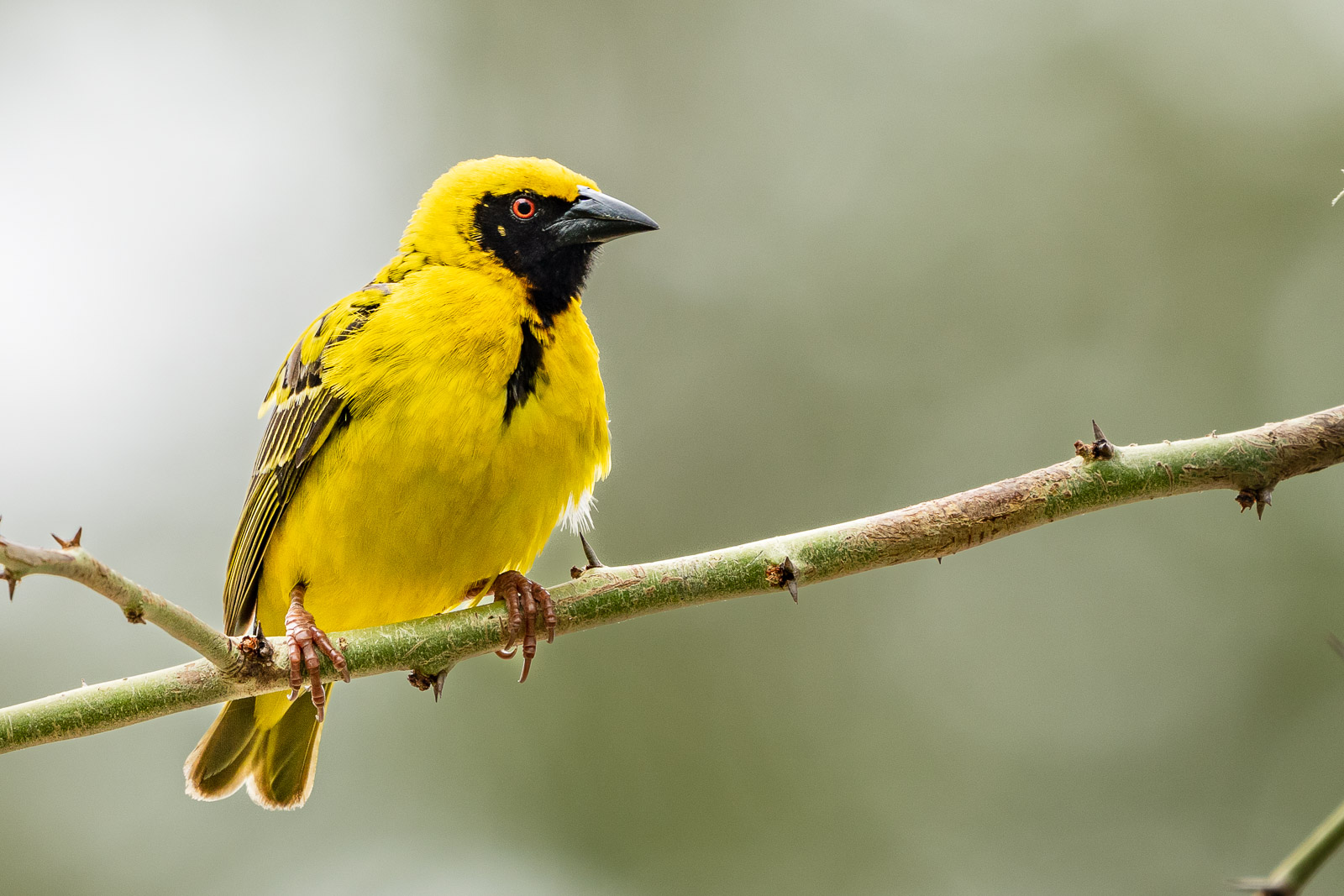 Zululand-Suedafrika-2022-086