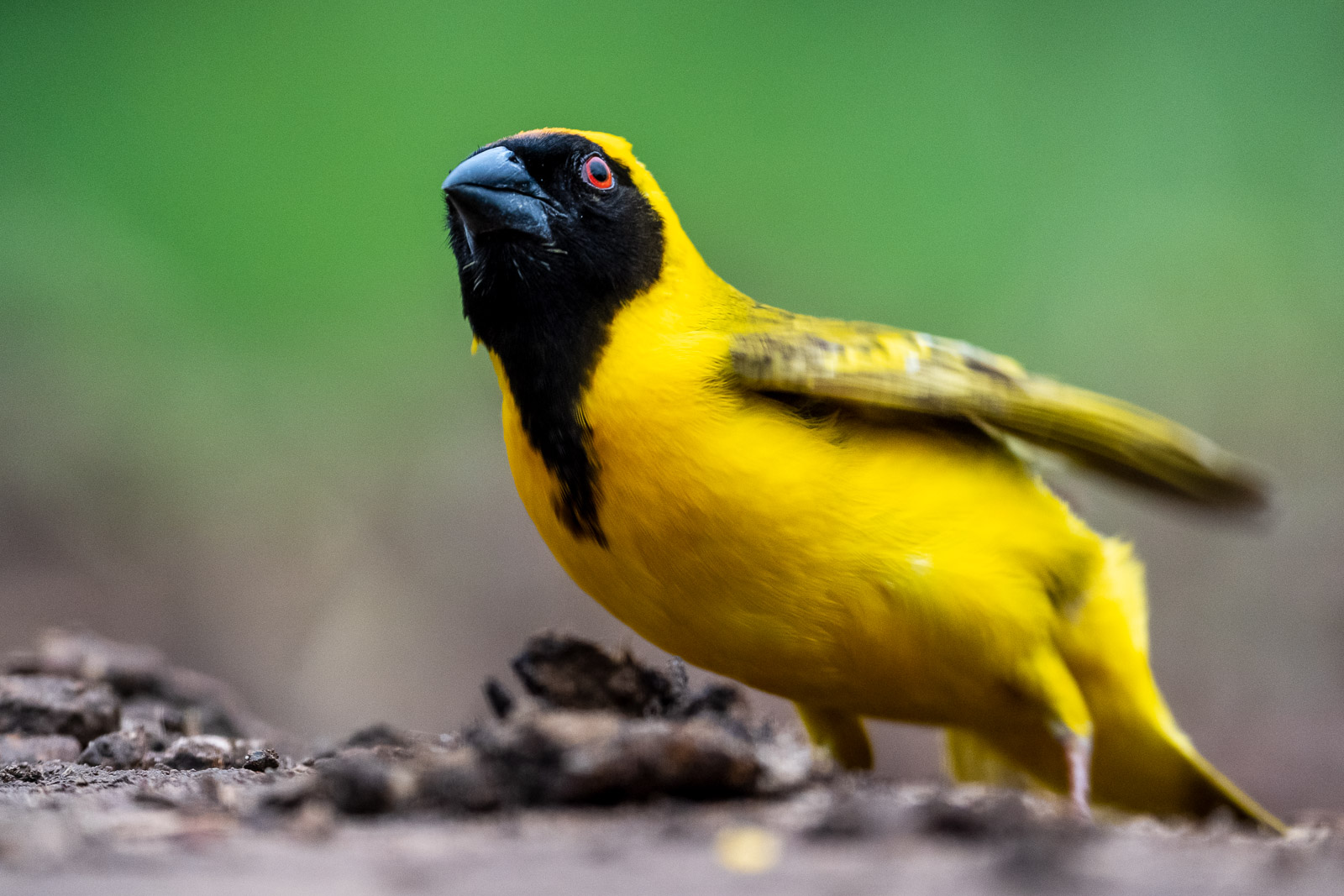 Zululand-Suedafrika-2022-109