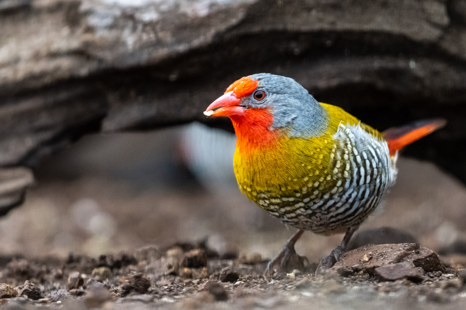 Zululand-Suedafrika-2022-114