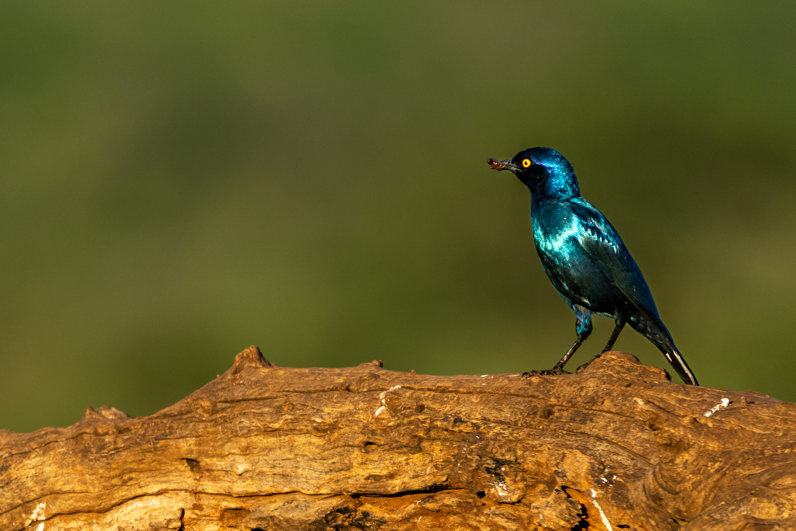 Zululand-Suedafrika-2022-123