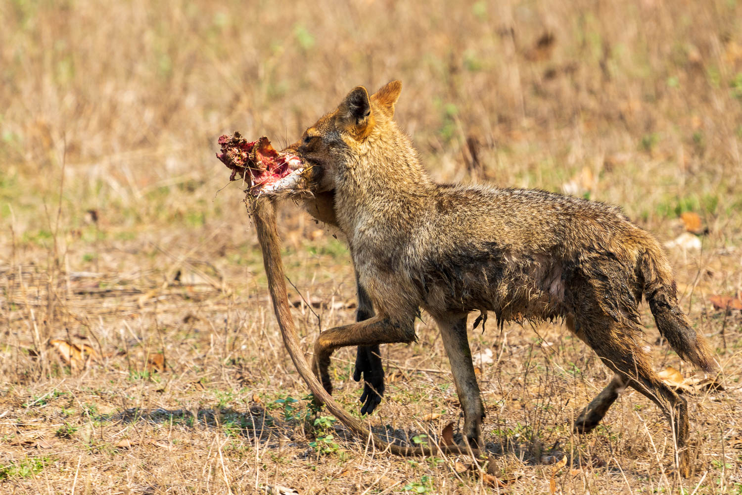 Fotoreise-Schakal-Indien-1