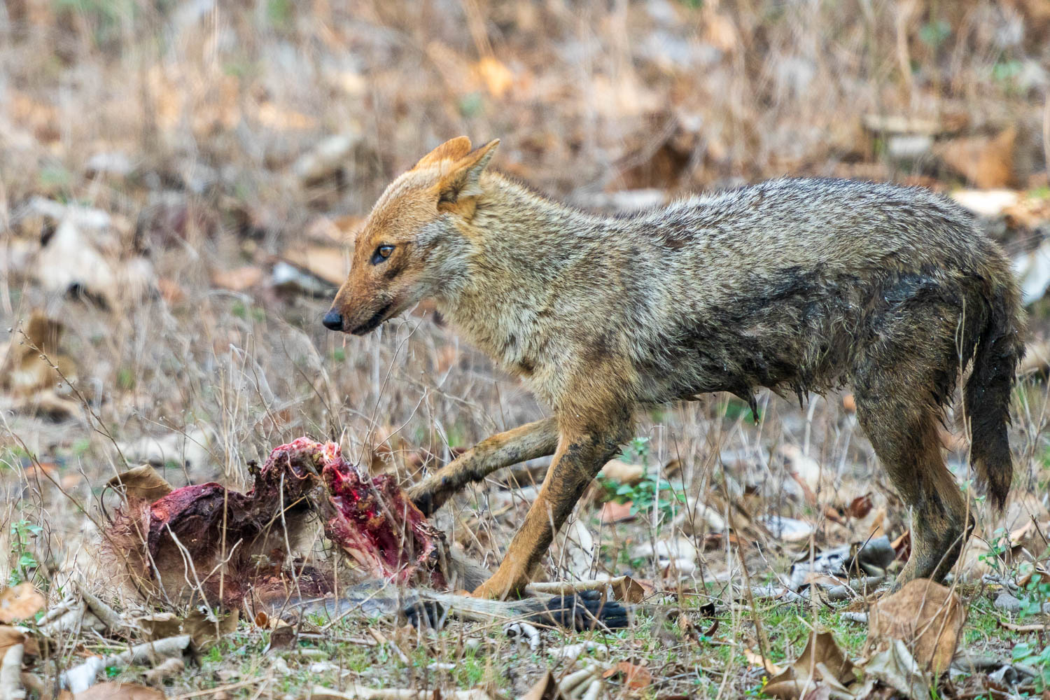Fotoreise-Schakal-Indien-2