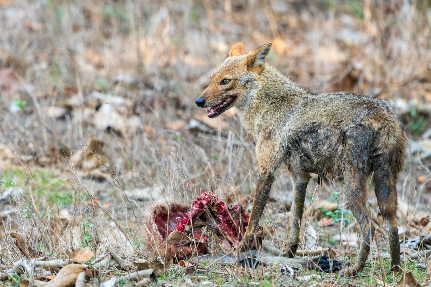 Fotoreise-Schakal-Indien-4