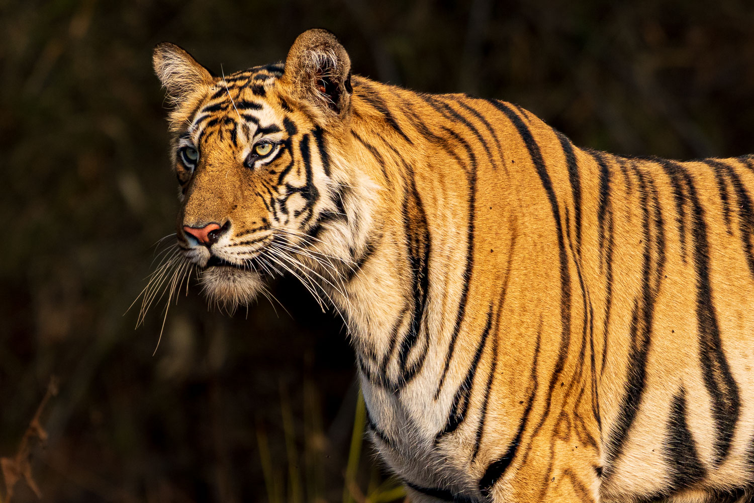 Fotosafari-Indien-Fotoworkshop-7