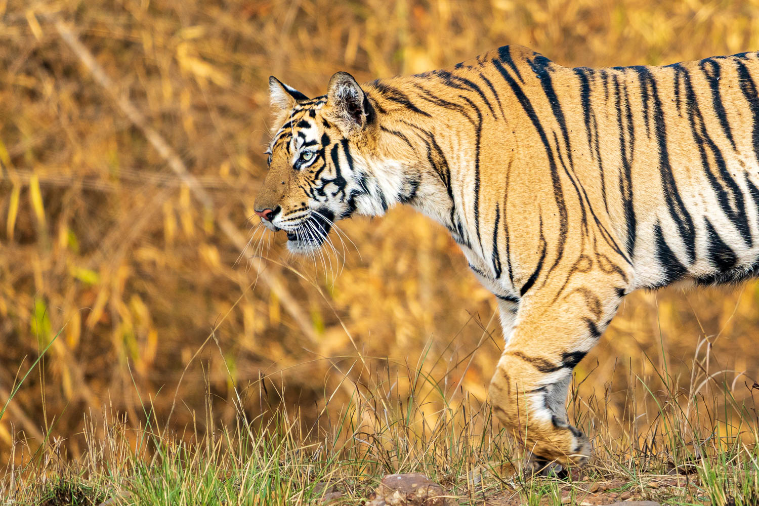 Fotosafari-Indien-Fotoworkshop-8