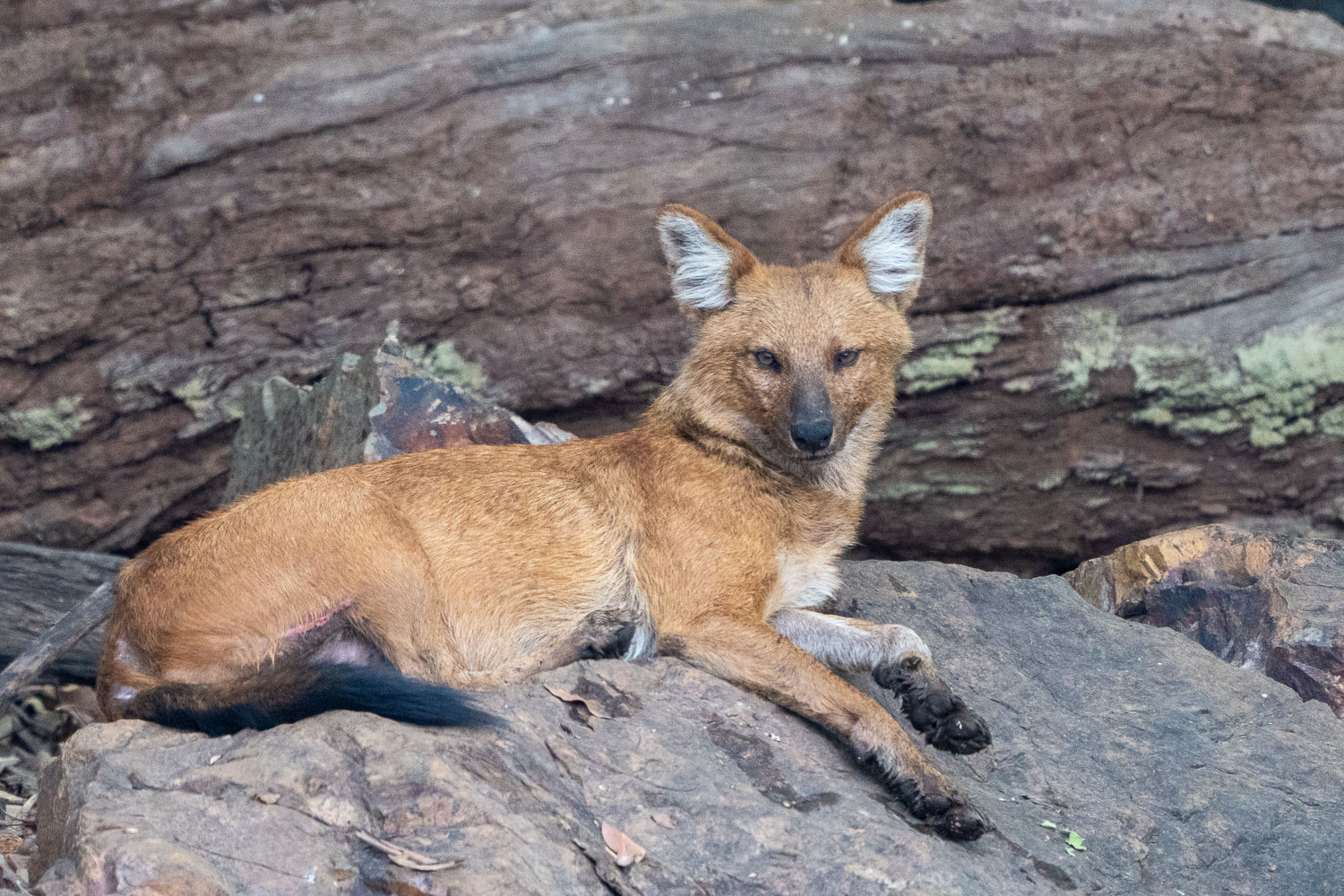 Fotosafari-Indien-Tierfotografie-1-1