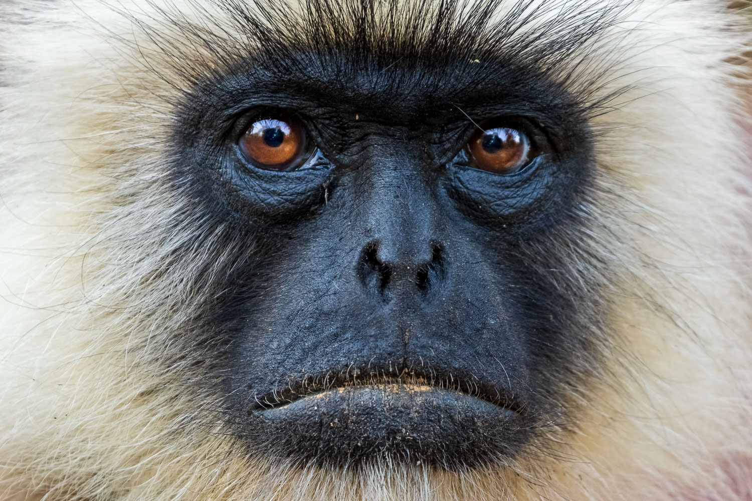 Fotosafari-Indien-Tierfotografie-1-4