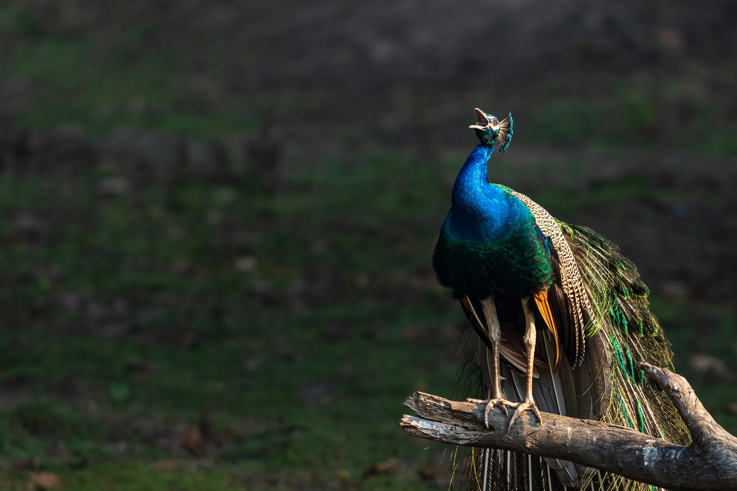 Fotosafari-Indien-Tierfotografie-10-2