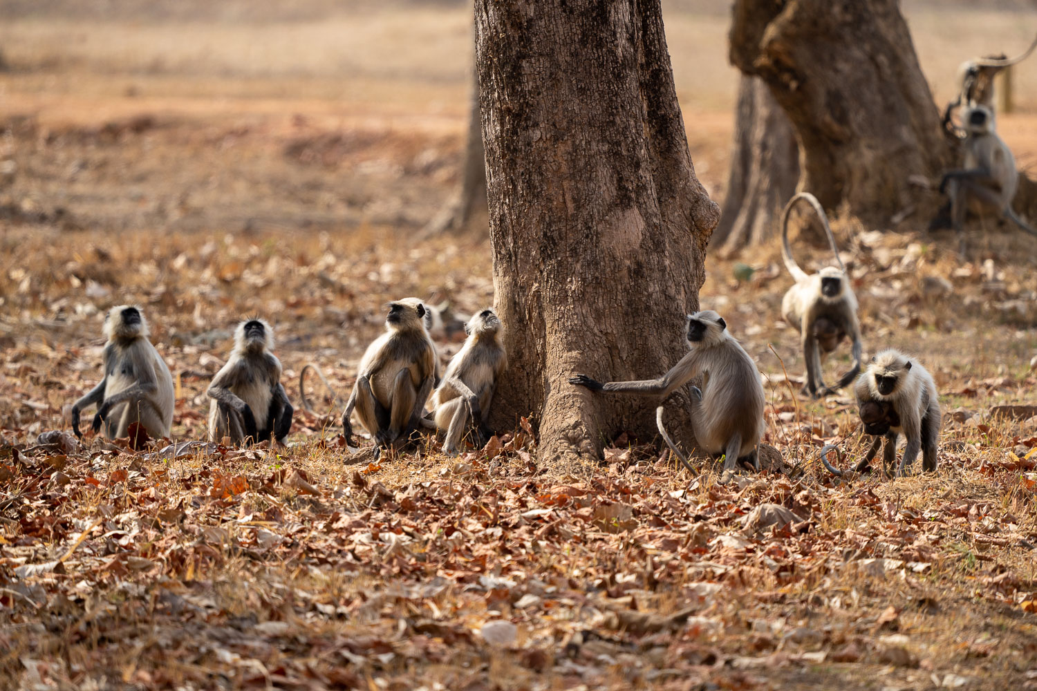 Fotosafari-Indien-Tierfotografie-10