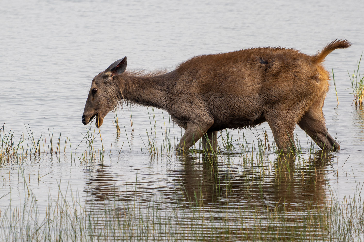 Fotosafari-Indien-Tierfotografie-12