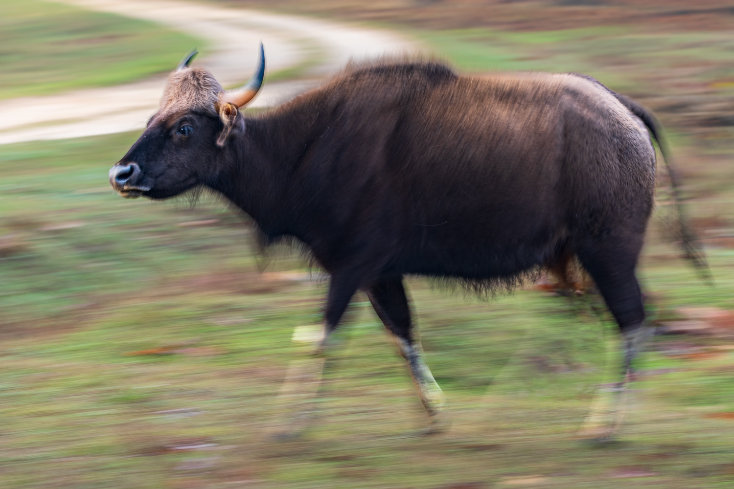 Fotosafari-Indien-Tierfotografie-13-2