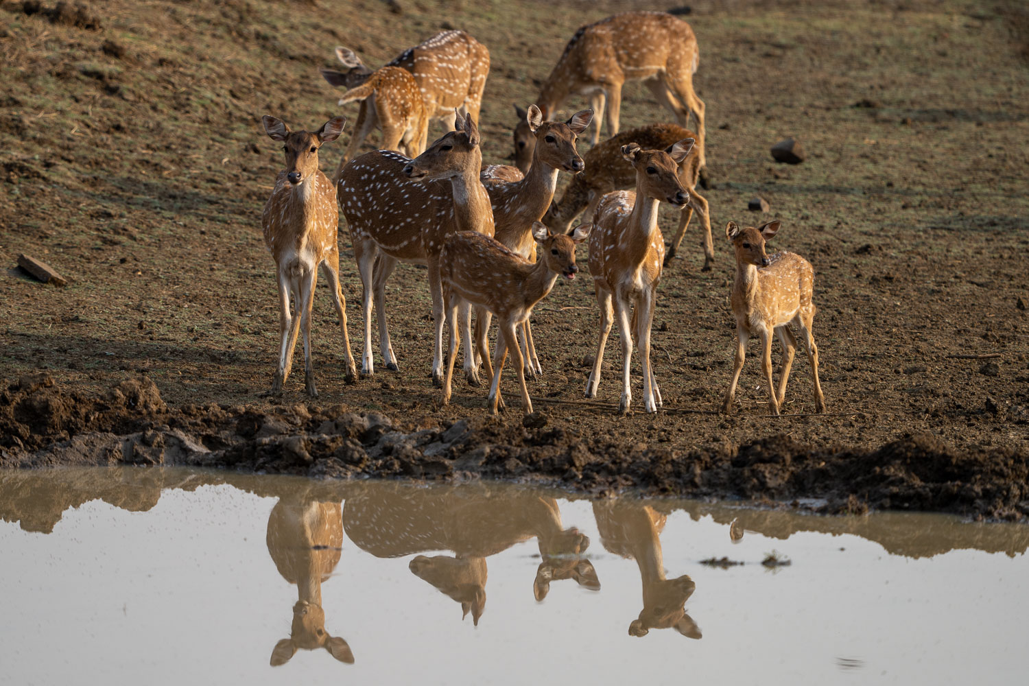 Fotosafari-Indien-Tierfotografie-13