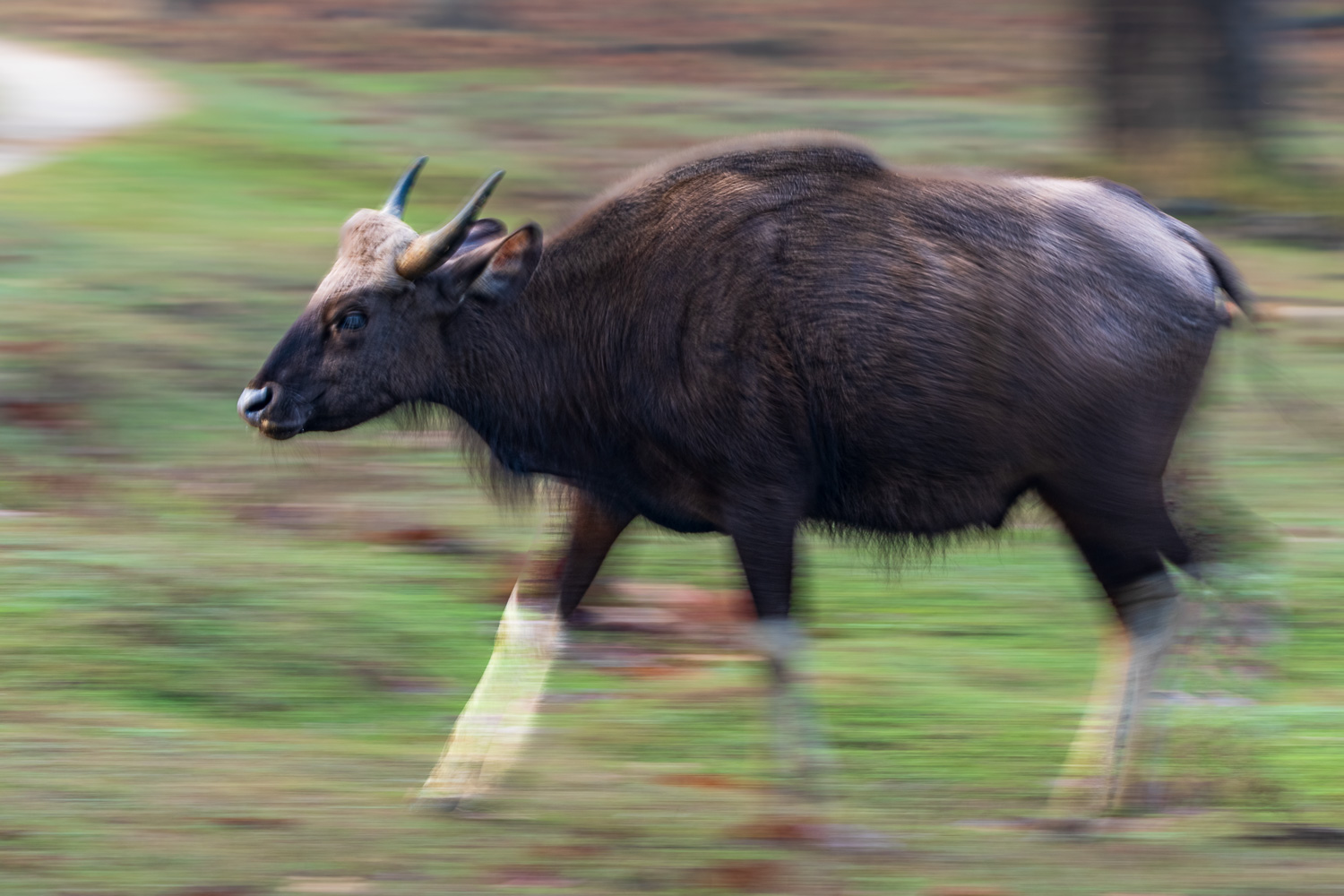 Fotosafari-Indien-Tierfotografie-14-2