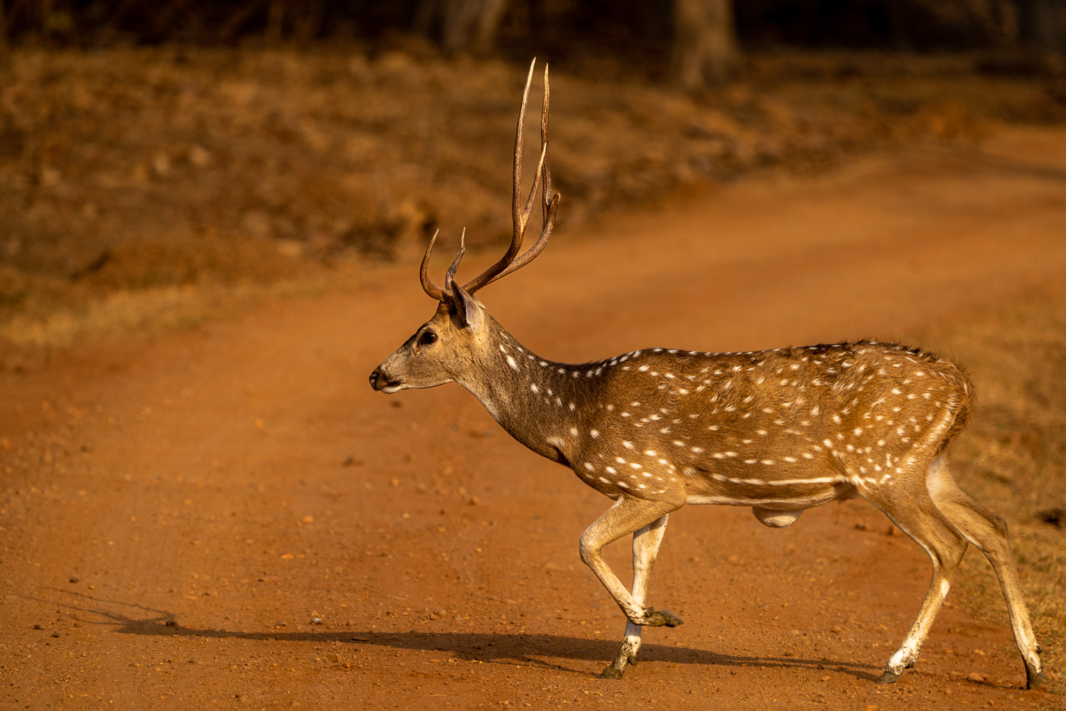 Fotosafari-Indien-Tierfotografie-14