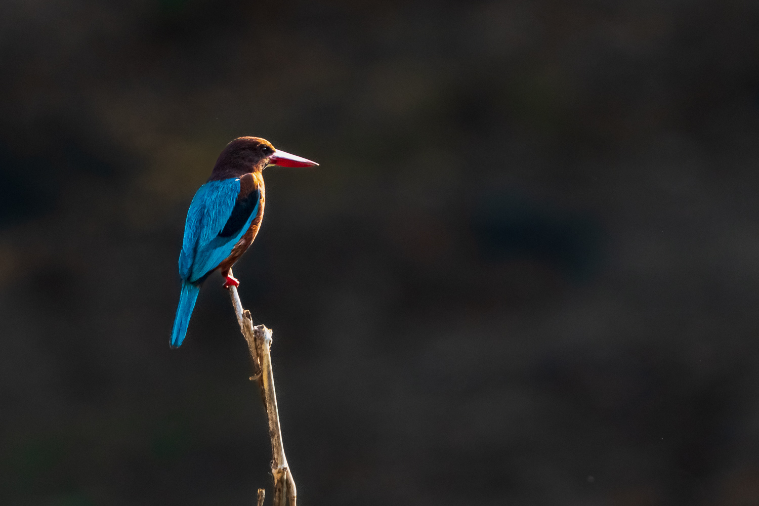 Fotosafari-Indien-Tierfotografie-15-2
