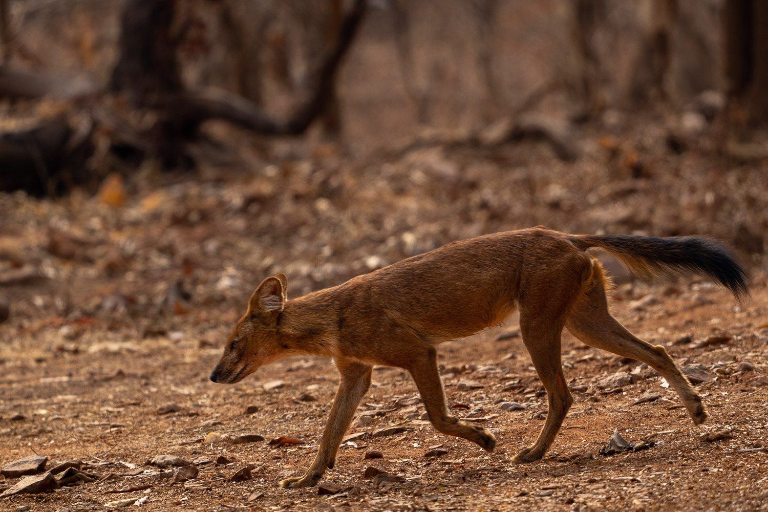 Fotosafari-Indien-Tierfotografie-16