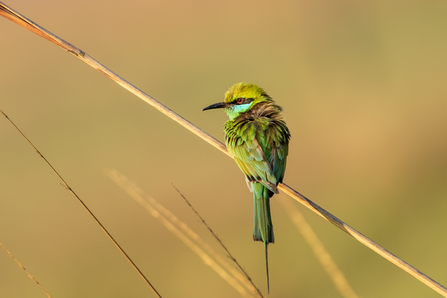 Fotosafari-Indien-Tierfotografie-17-2