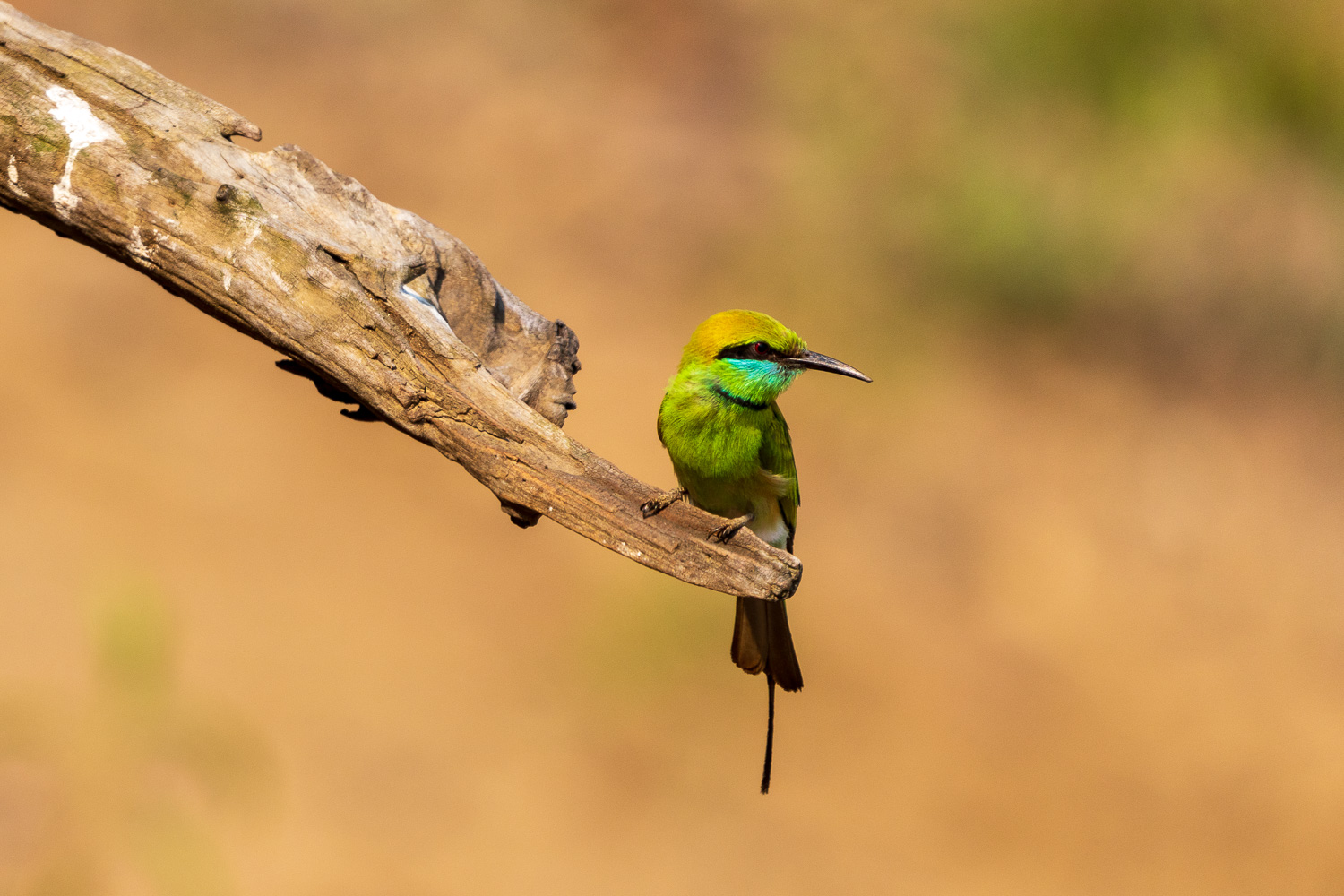 Fotosafari-Indien-Tierfotografie-18-2