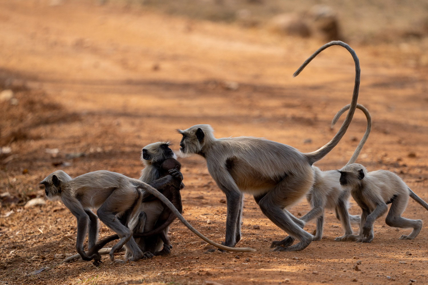 Fotosafari-Indien-Tierfotografie-18