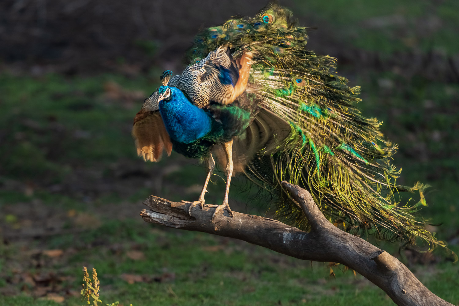 Fotosafari-Indien-Tierfotografie-19-2