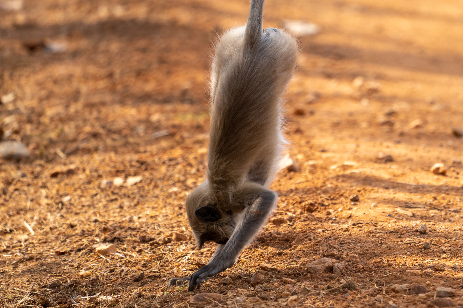 Fotosafari-Indien-Tierfotografie-19