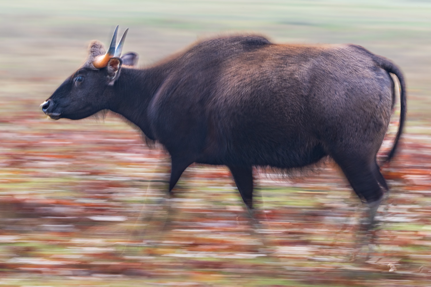 Fotosafari-Indien-Tierfotografie-2-3