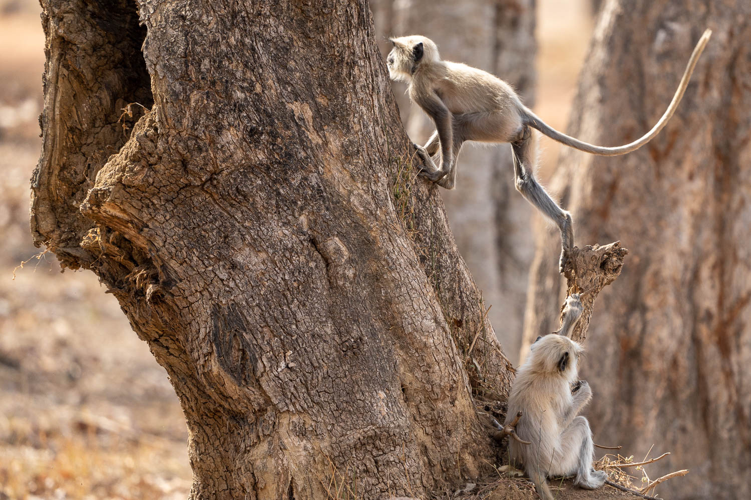 Fotosafari-Indien-Tierfotografie-20