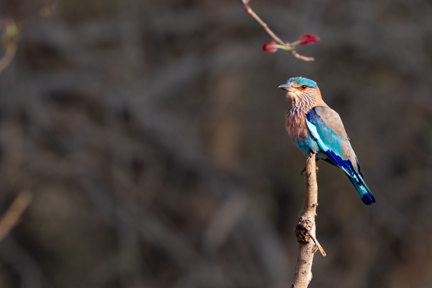 Fotosafari-Indien-Tierfotografie-21