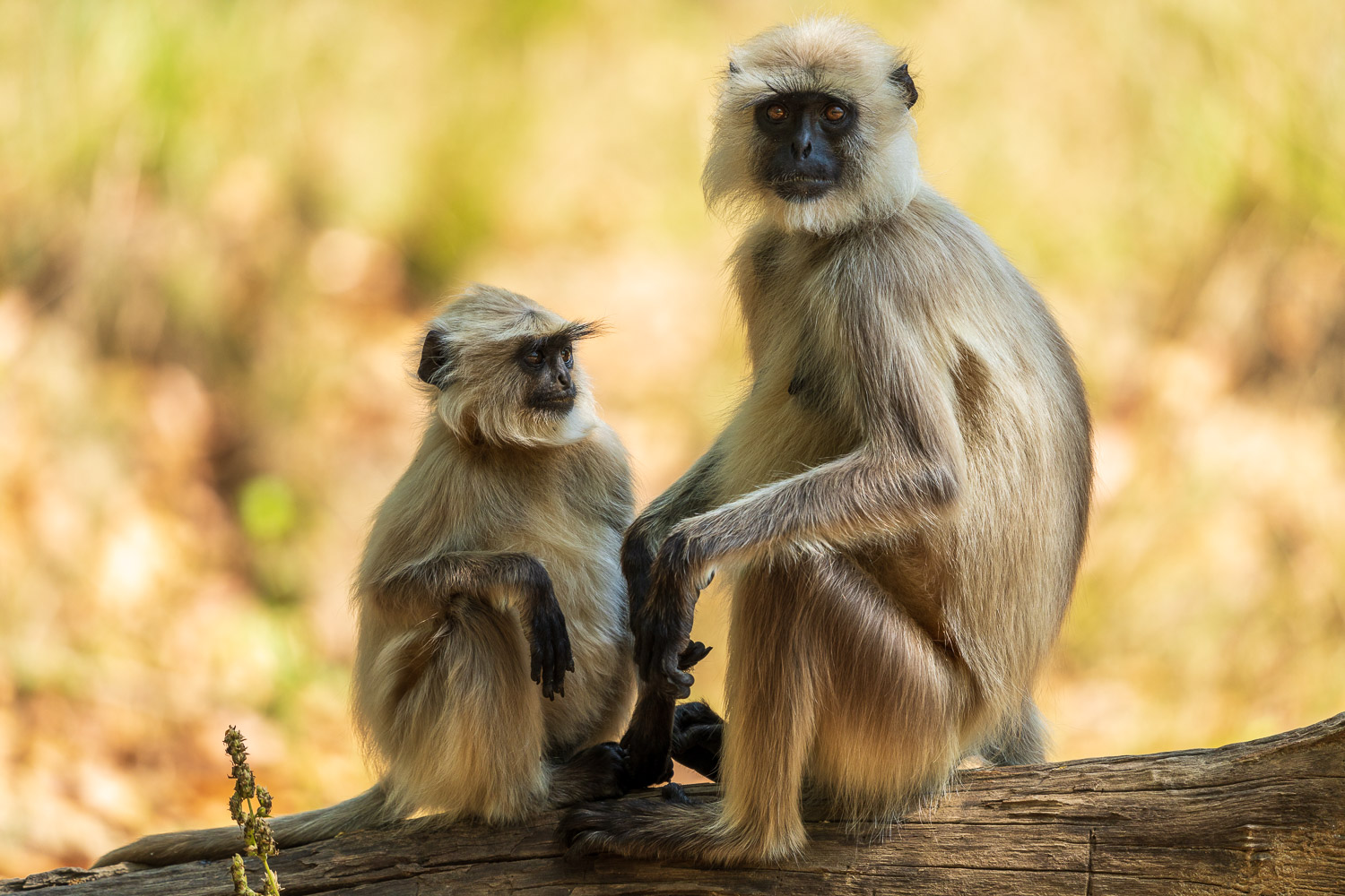 Fotosafari-Indien-Tierfotografie-22-2