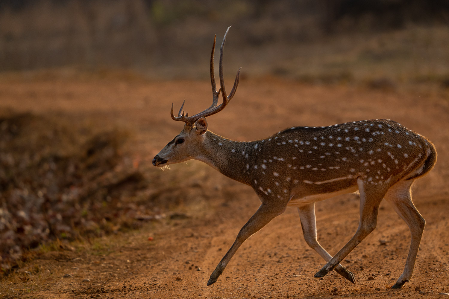 Fotosafari-Indien-Tierfotografie-22
