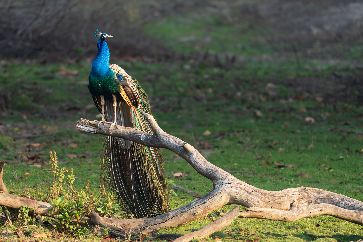 Fotosafari-Indien-Tierfotografie-25-2