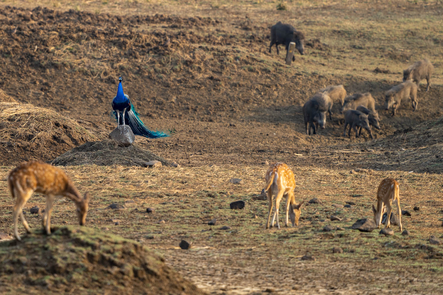 Fotosafari-Indien-Tierfotografie-25