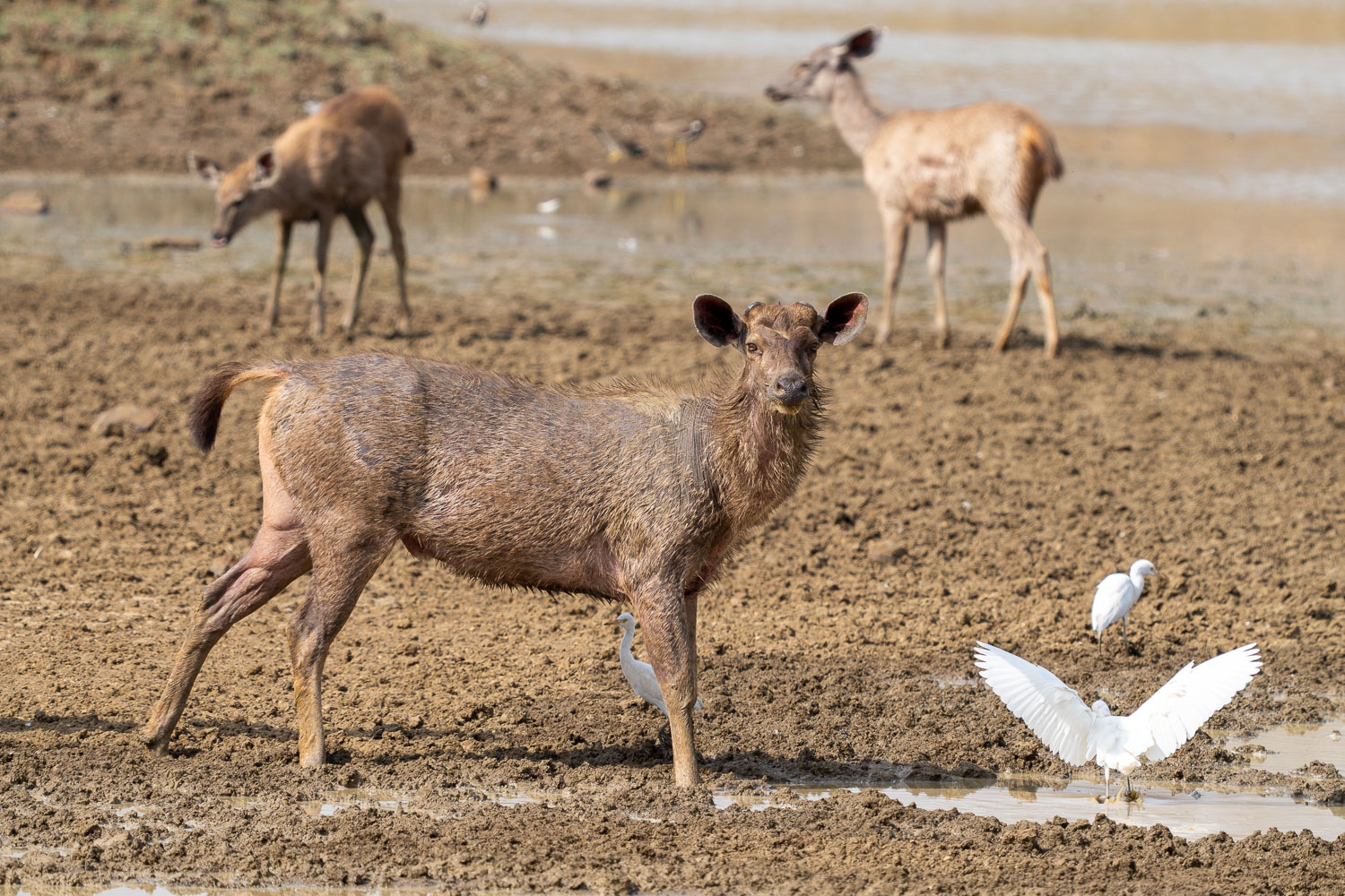 Fotosafari-Indien-Tierfotografie-26