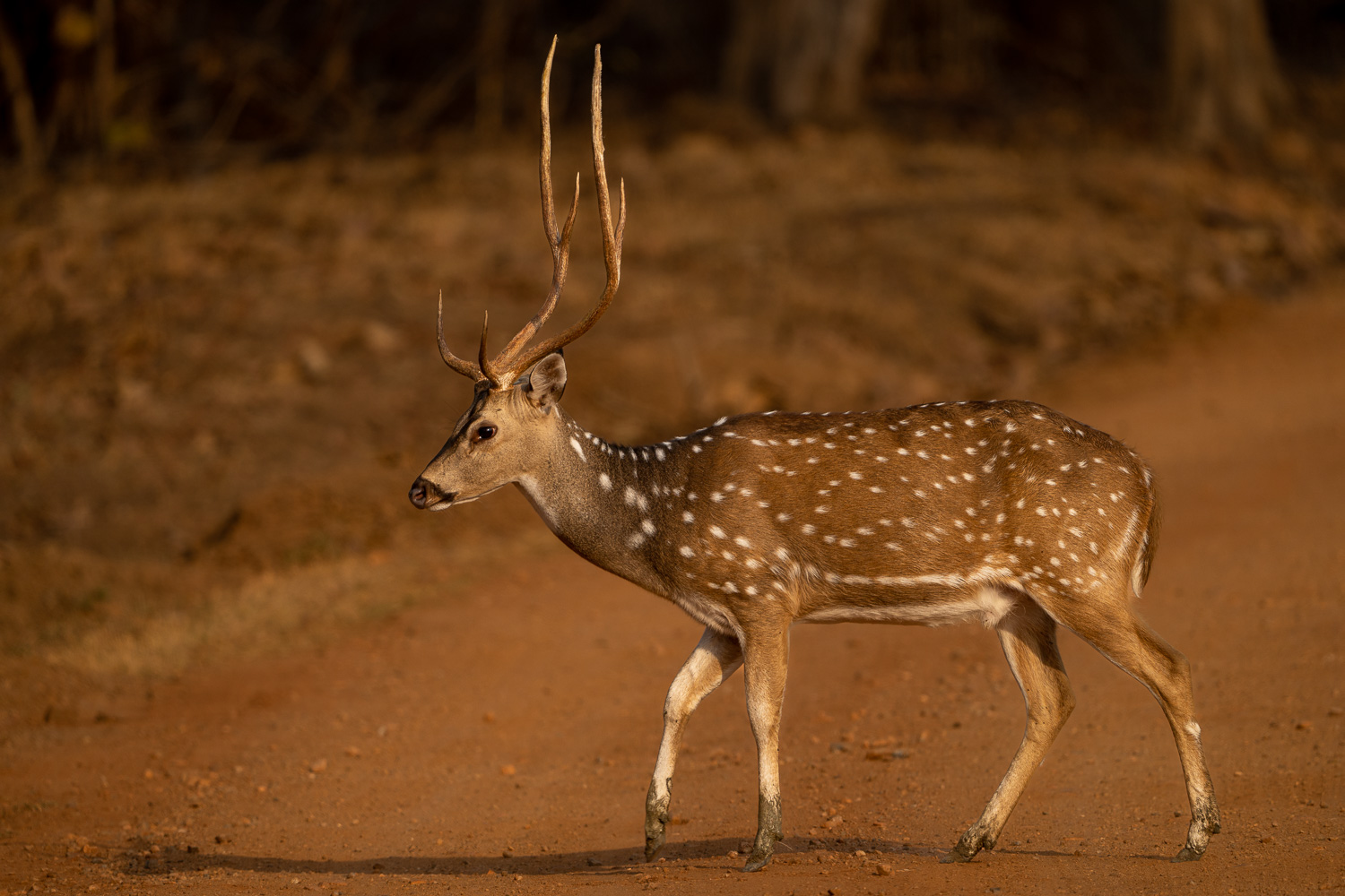 Fotosafari-Indien-Tierfotografie-28
