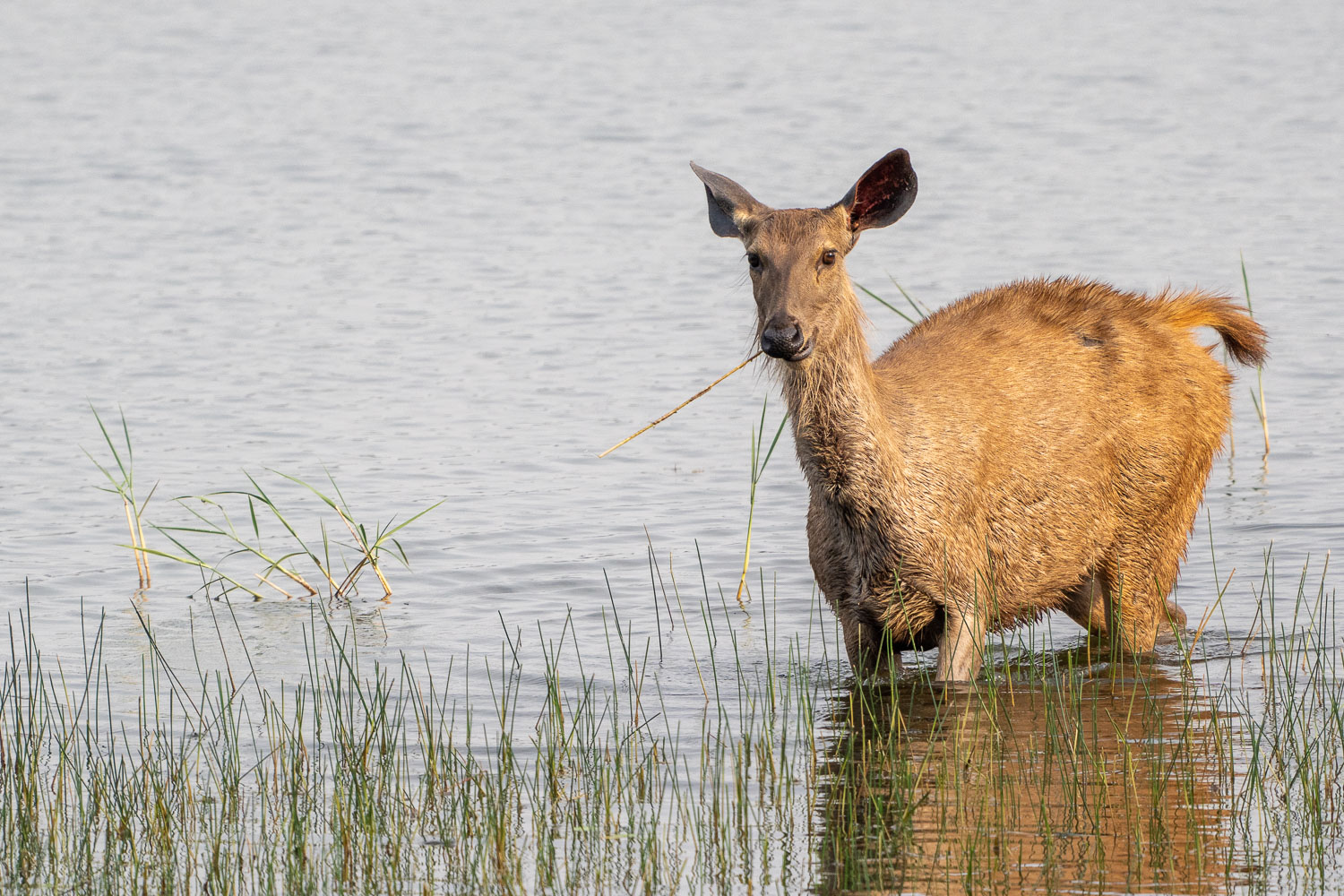 Fotosafari-Indien-Tierfotografie-29