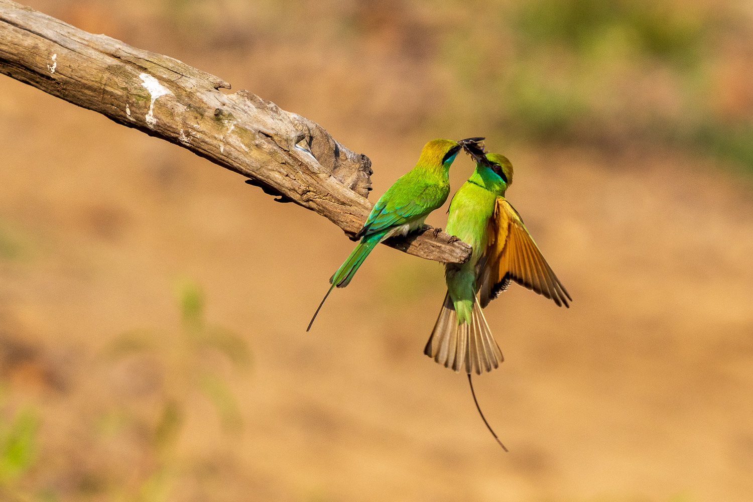 Fotosafari-Indien-Tierfotografie-3-3
