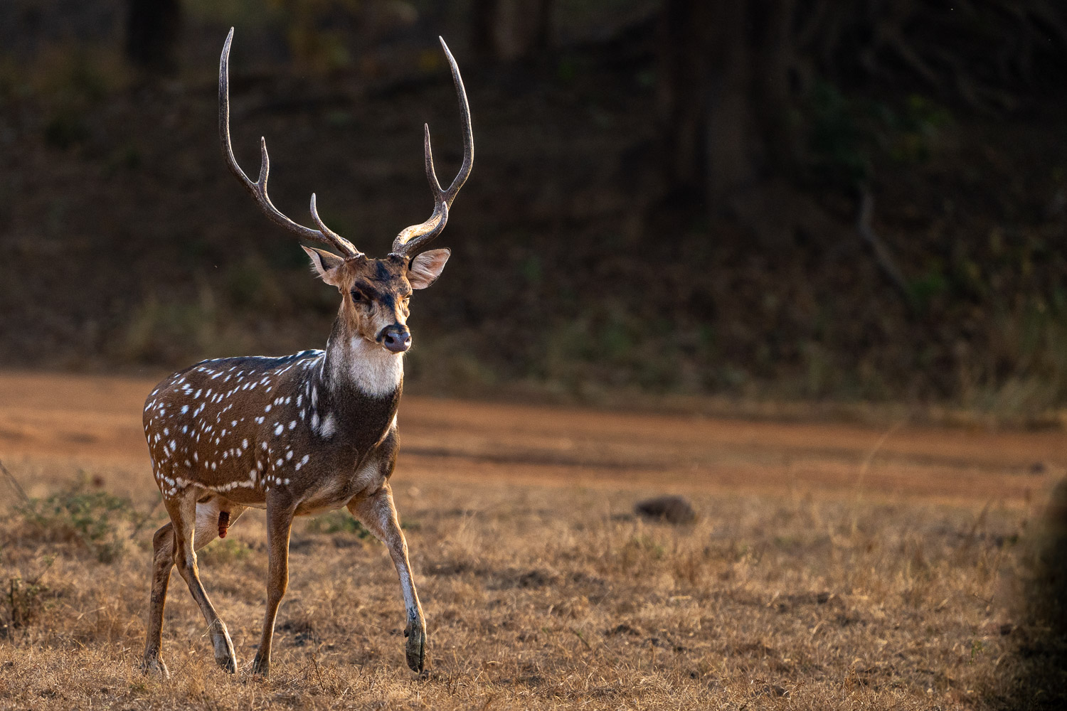 Fotosafari-Indien-Tierfotografie-3