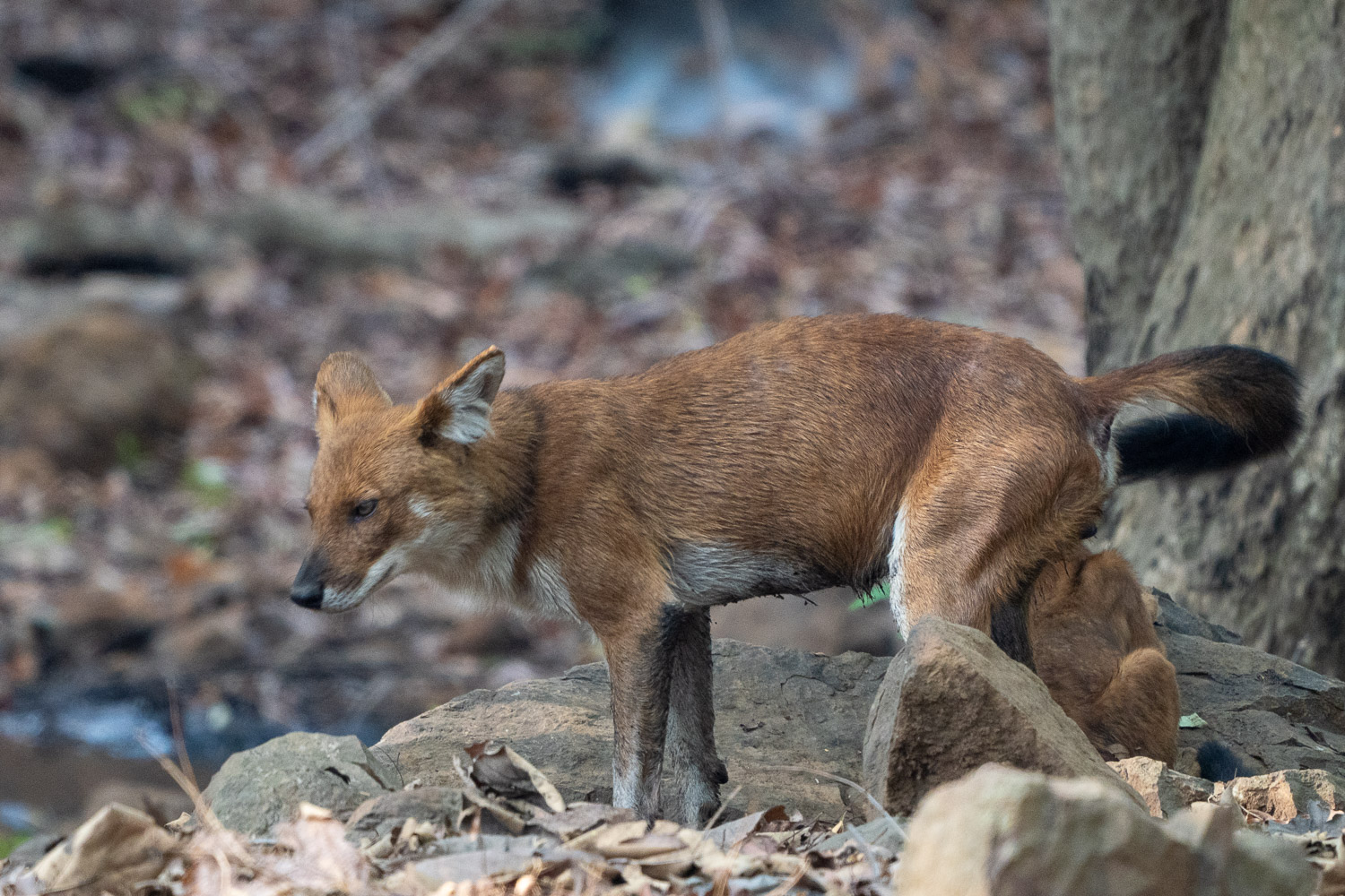 Fotosafari-Indien-Tierfotografie-30