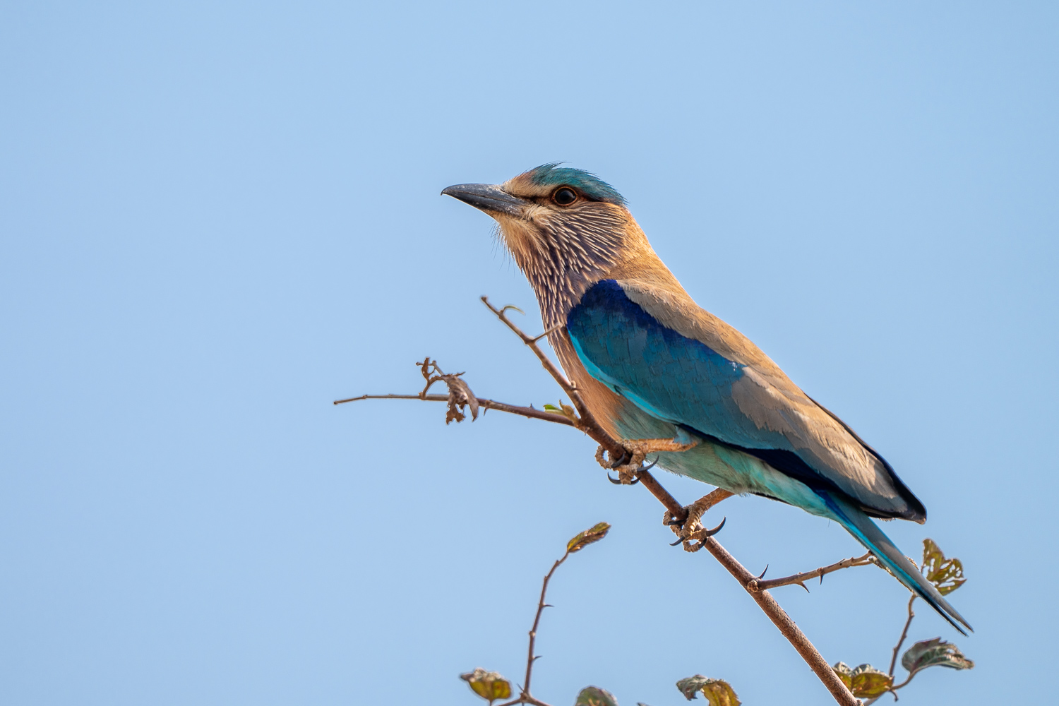 Fotosafari-Indien-Tierfotografie-31