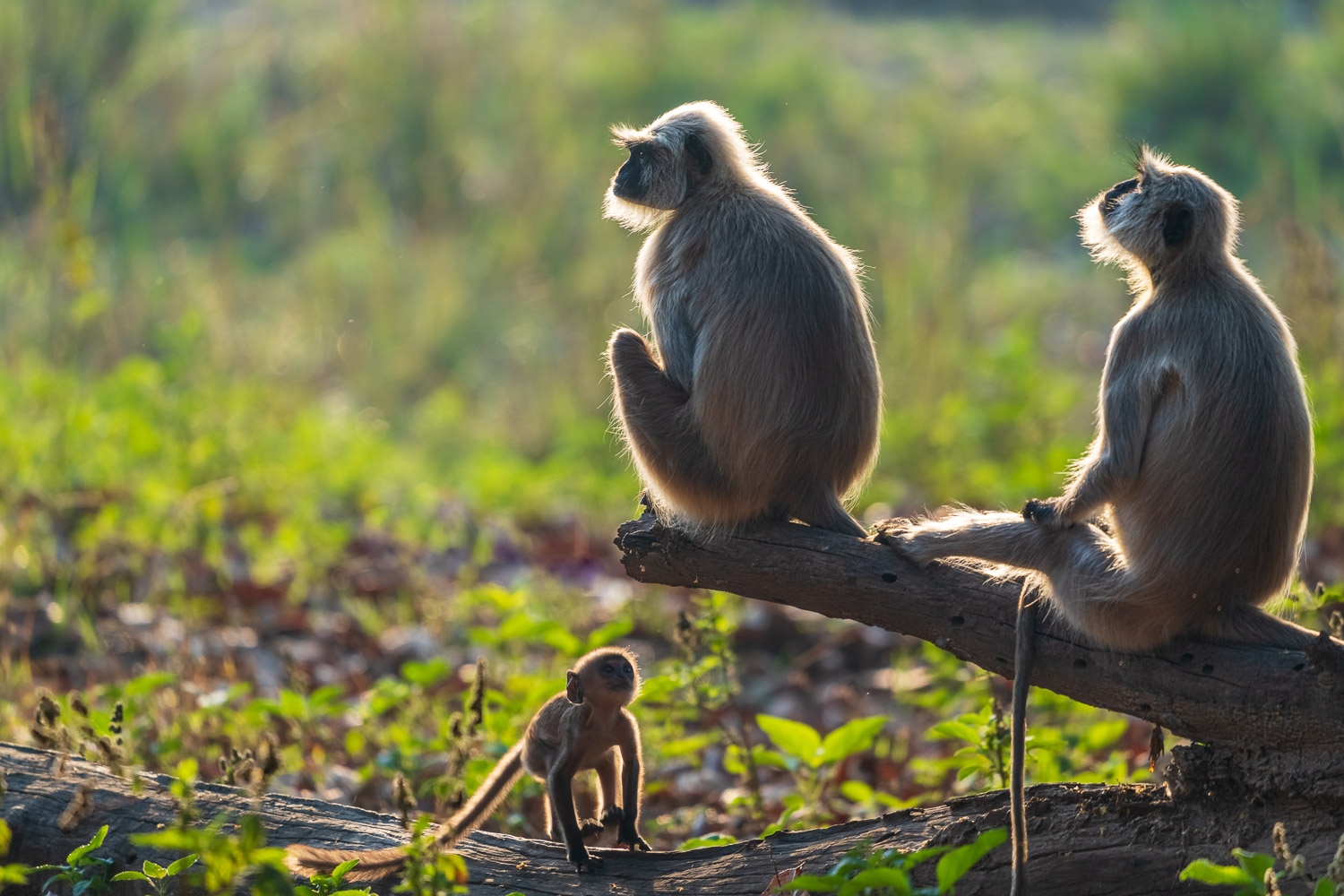 Fotosafari-Indien-Tierfotografie-32-2