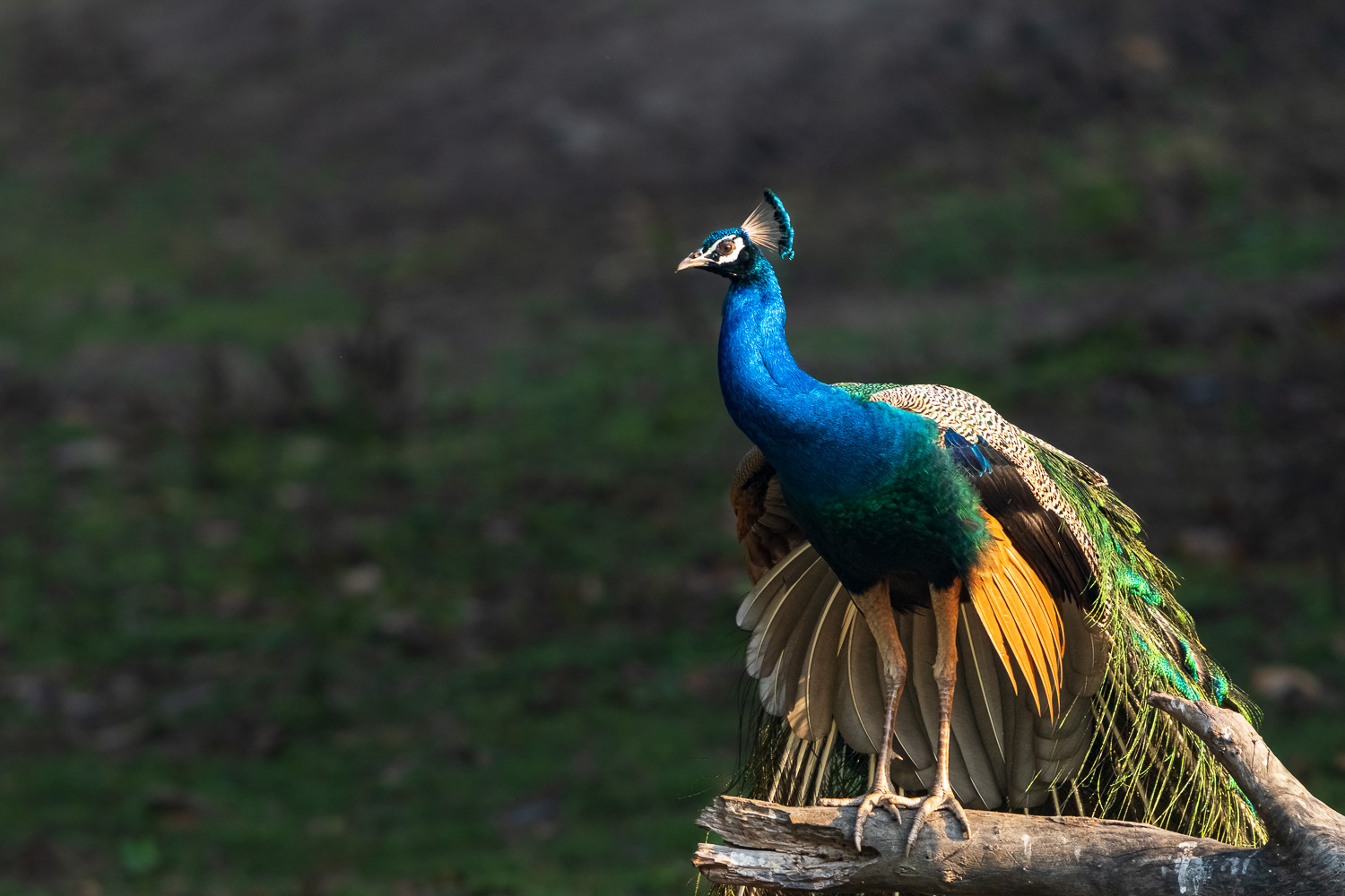 Fotosafari-Indien-Tierfotografie-4-3