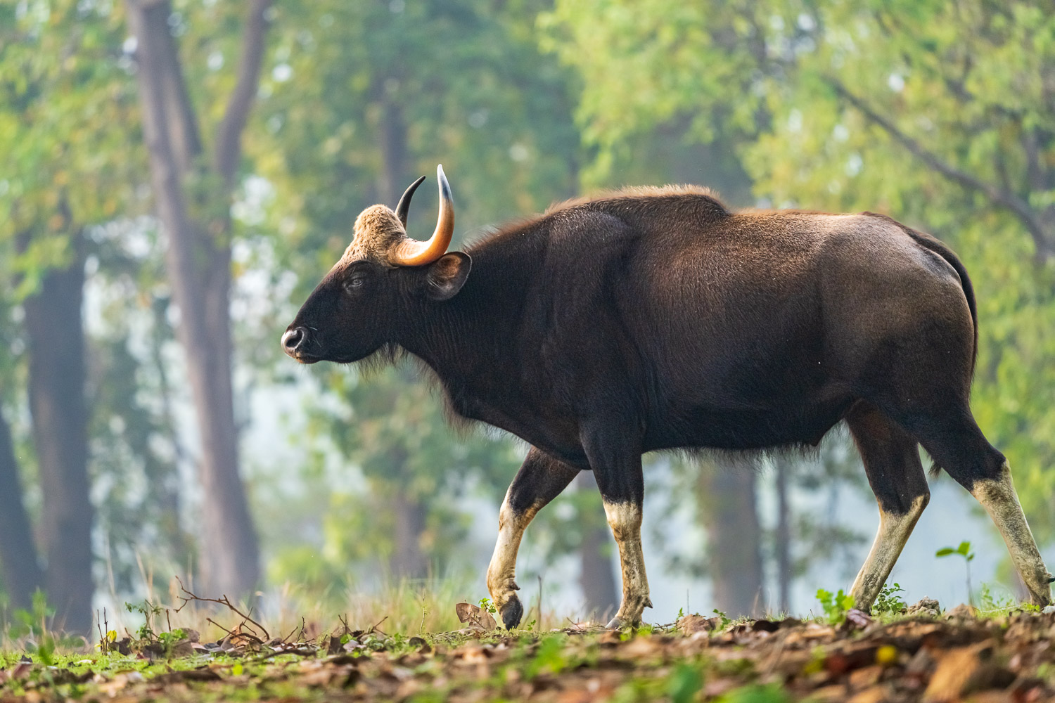 Fotosafari-Indien-Tierfotografie-5-2