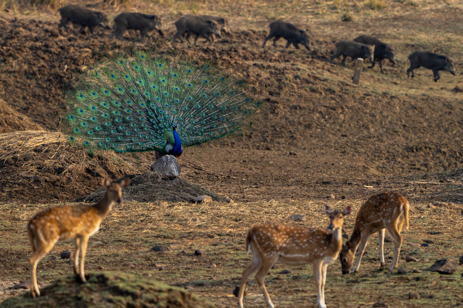 Fotosafari-Indien-Tierfotografie-5