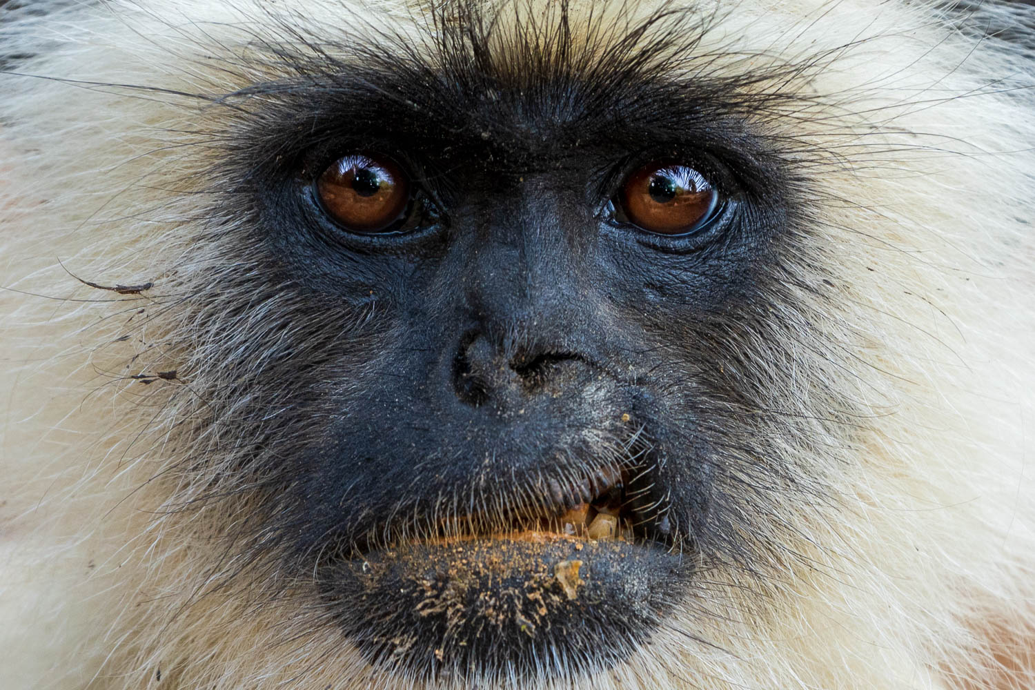 Fotosafari-Indien-Tierfotografie-6-2