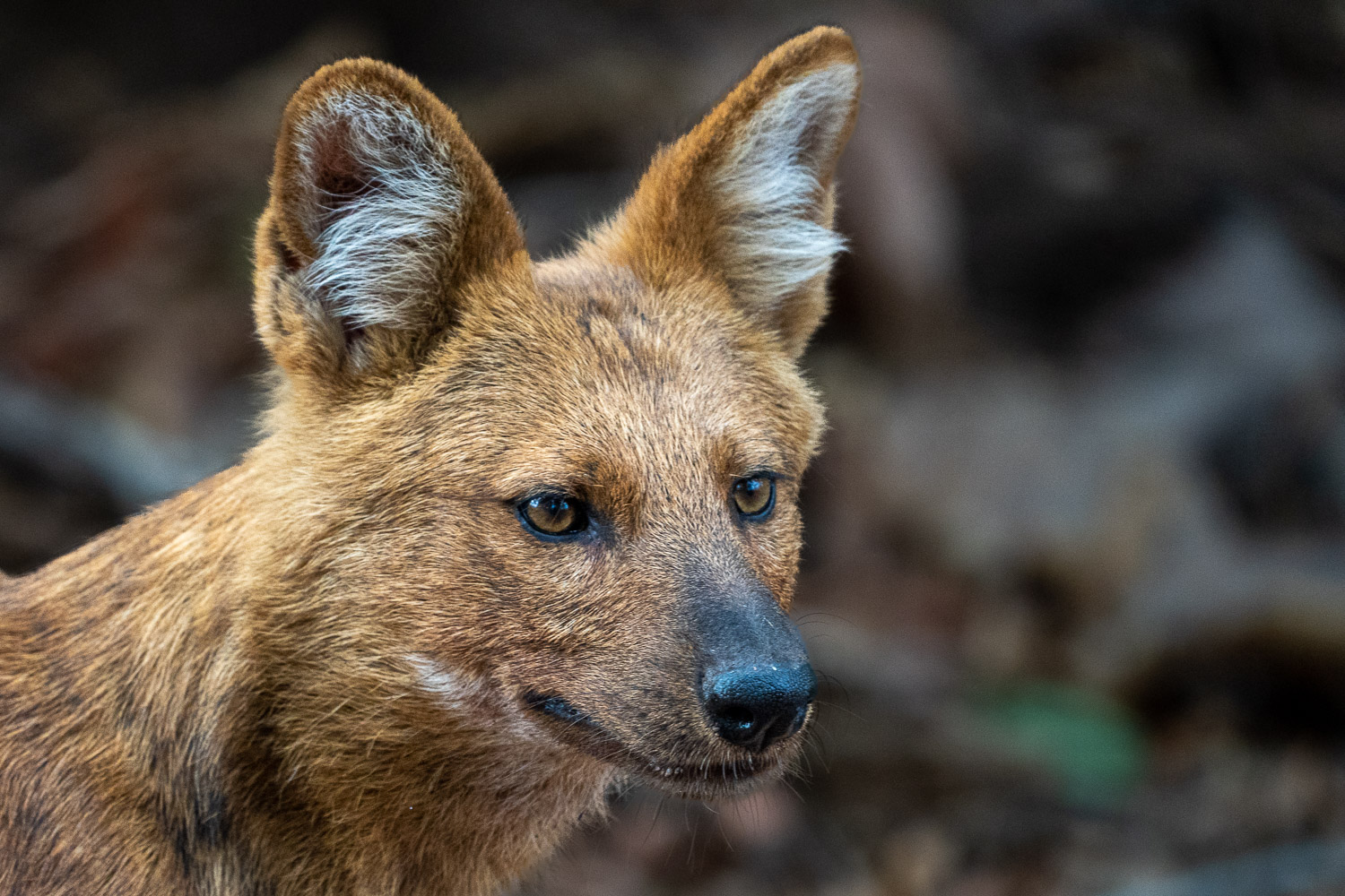Fotosafari-Indien-Tierfotografie-6