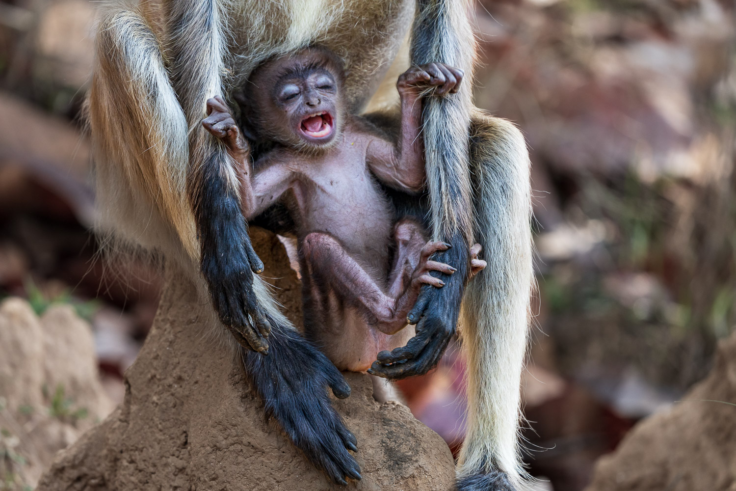 Fotosafari-Indien-Tierfotografie-7-2