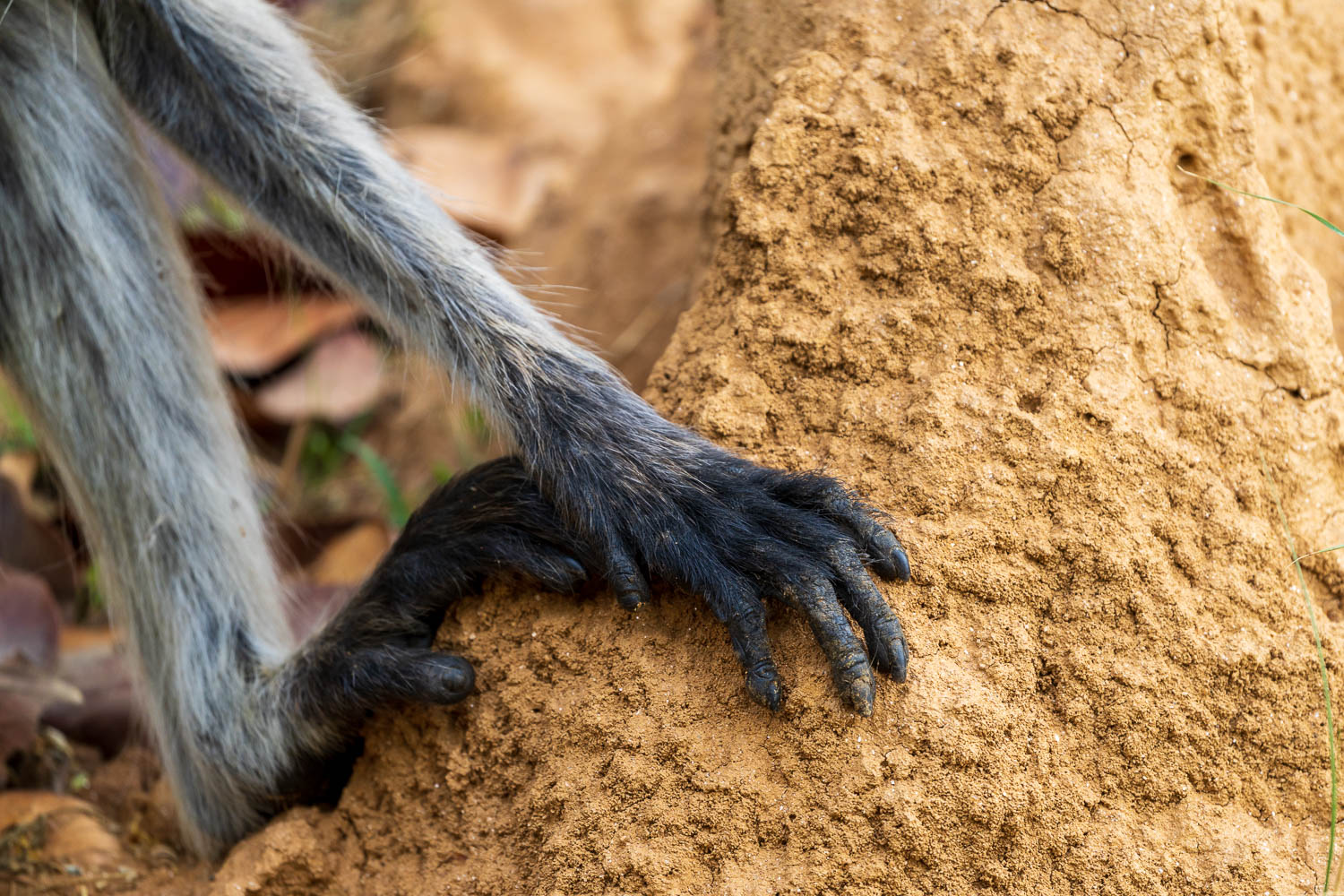 Fotosafari-Indien-Tierfotografie-8-2