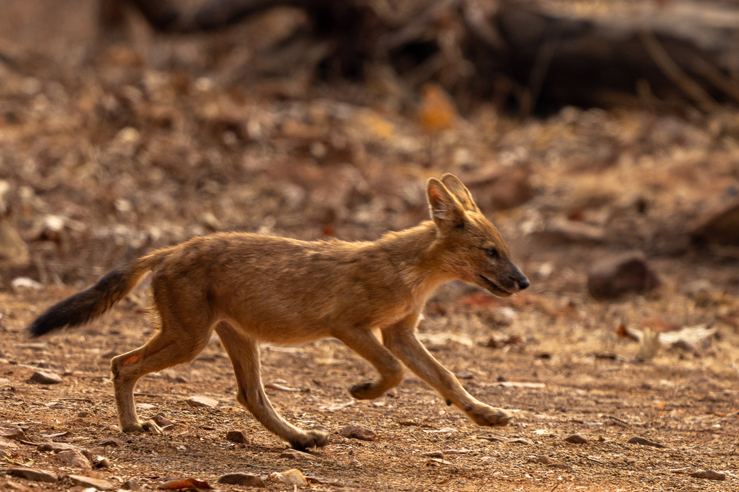 Fotosafari-Indien-Tierfotografie-8